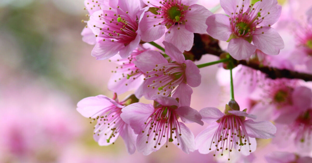 Cherry Blossom Tea In Pentagon City Sant 