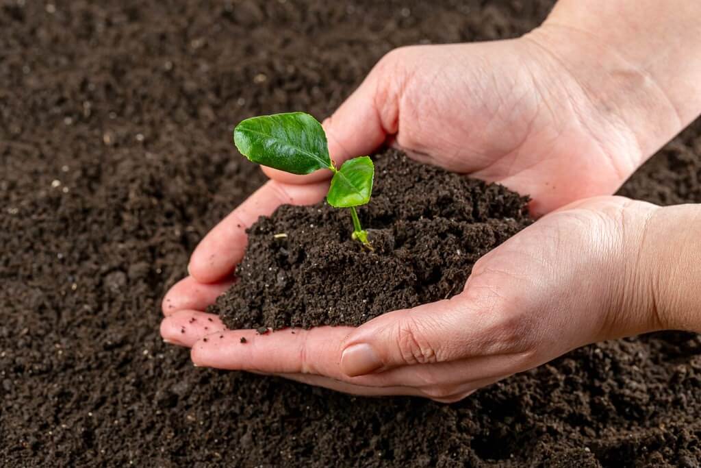 small leaf sprouting from dirt held in hands